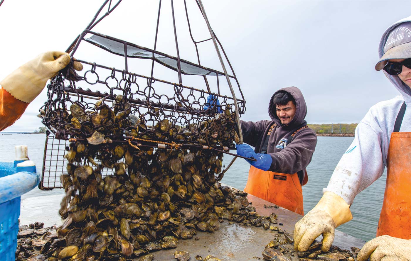 The Magic of Oysters | Edible CT East