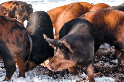 Berkshire-Duroc pigs at Copper Hill Farm in Somers, CT