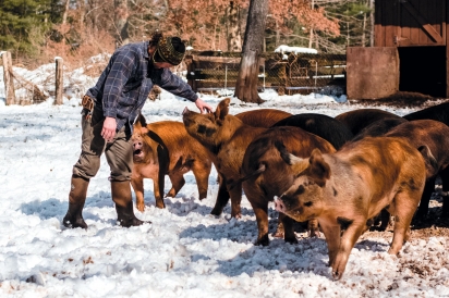 Berkshire-Duroc pigs with farmer Greg Hazleton at Copper Hill Farm in Somers, CT