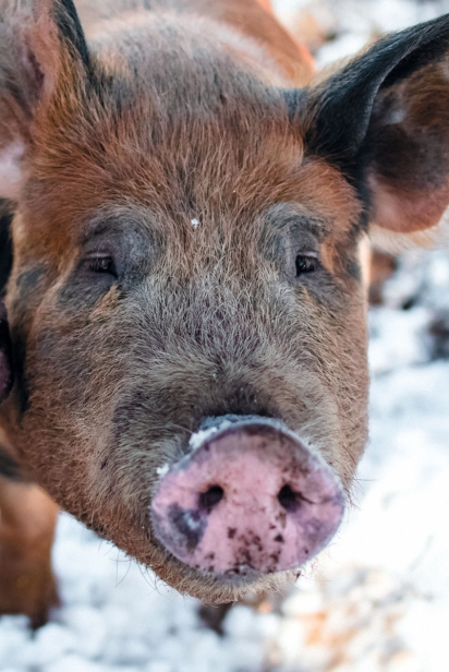 Curious Berkshire-Duroc pigs greeting the camera!