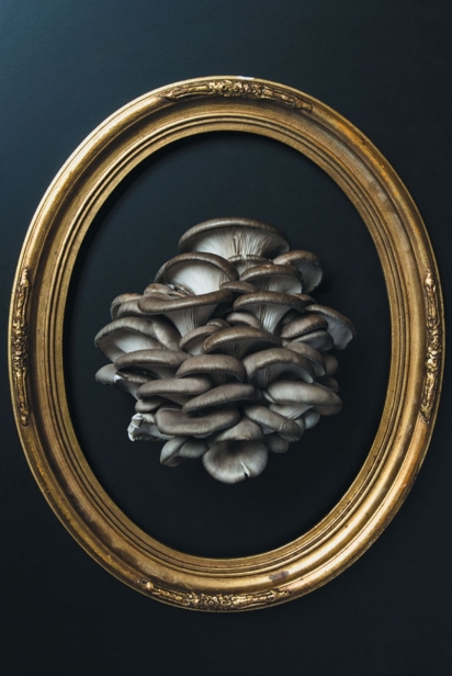 Oyster mushrooms in a frame