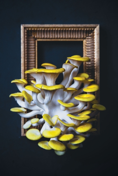 Yellow oyster mushrooms in a frame