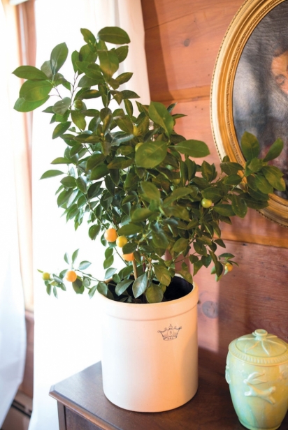 Miniature orange tree brightens up the home in spring
