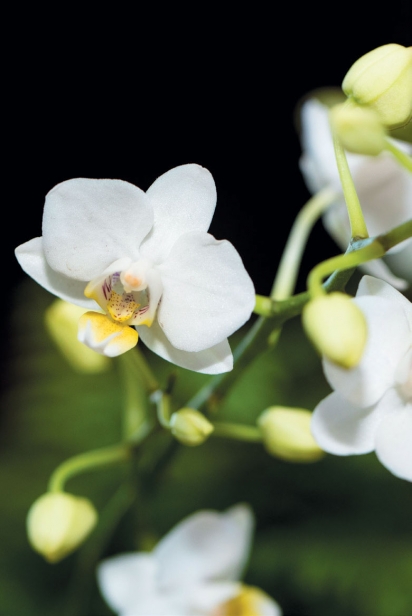 Miniature white Moth Orchid