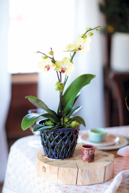 Spring orchids make great decoration