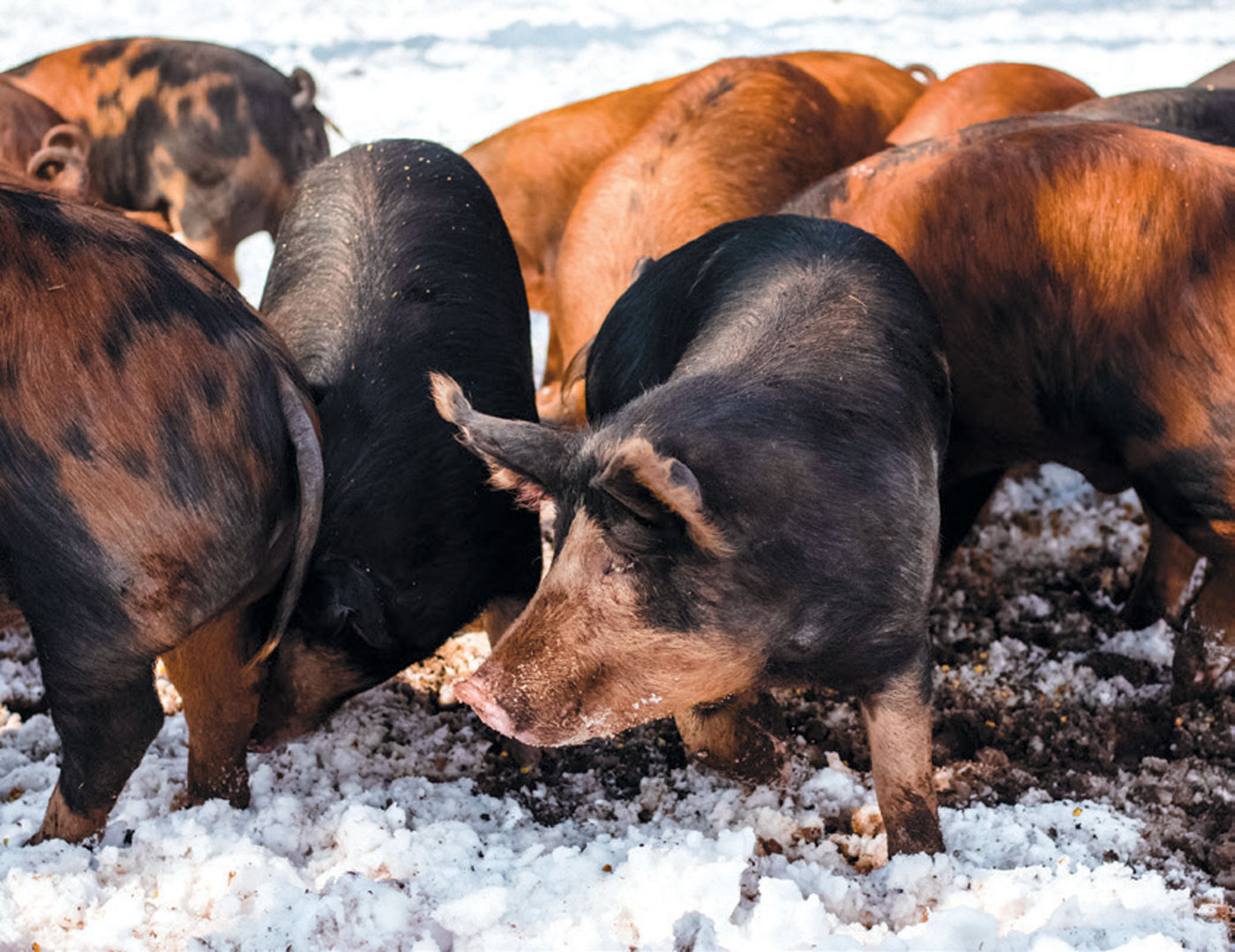 Berkshire-Duroc pigs at Copper Hill Farm in Somers, CT