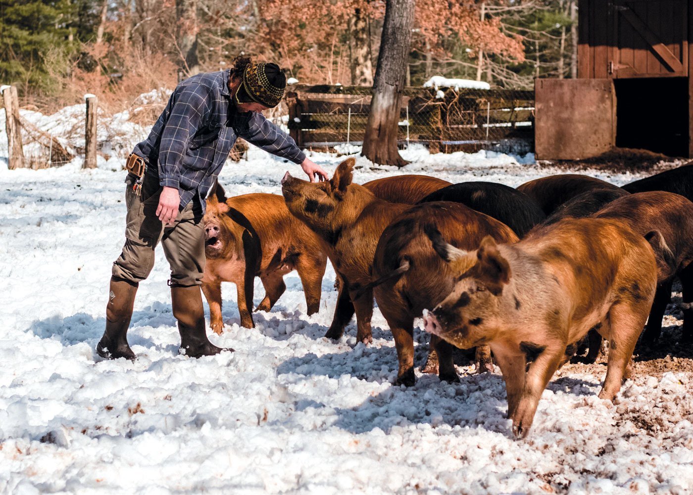 Berkshire-Duroc pigs with farmer Greg Hazleton at Copper Hill Farm in Somers, CT