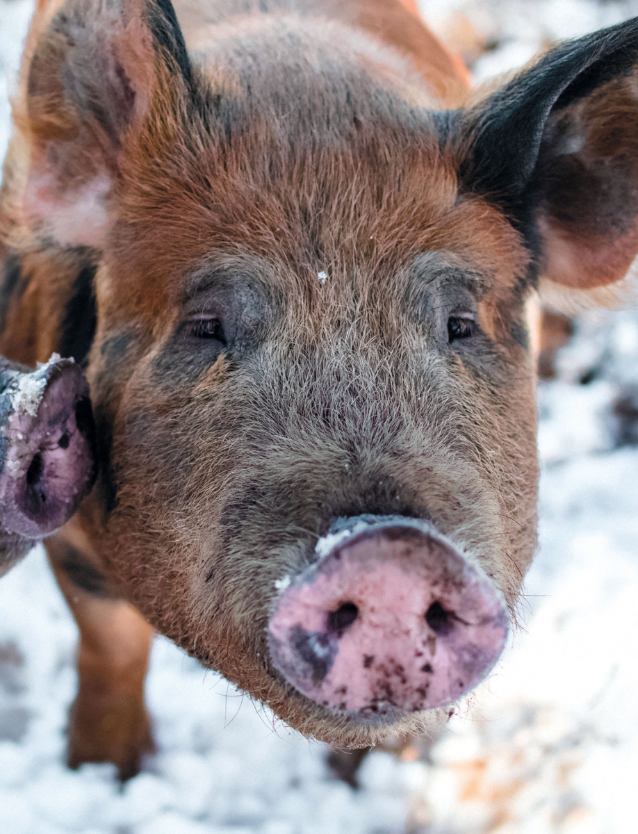Curious Berkshire-Duroc pigs greeting the camera!