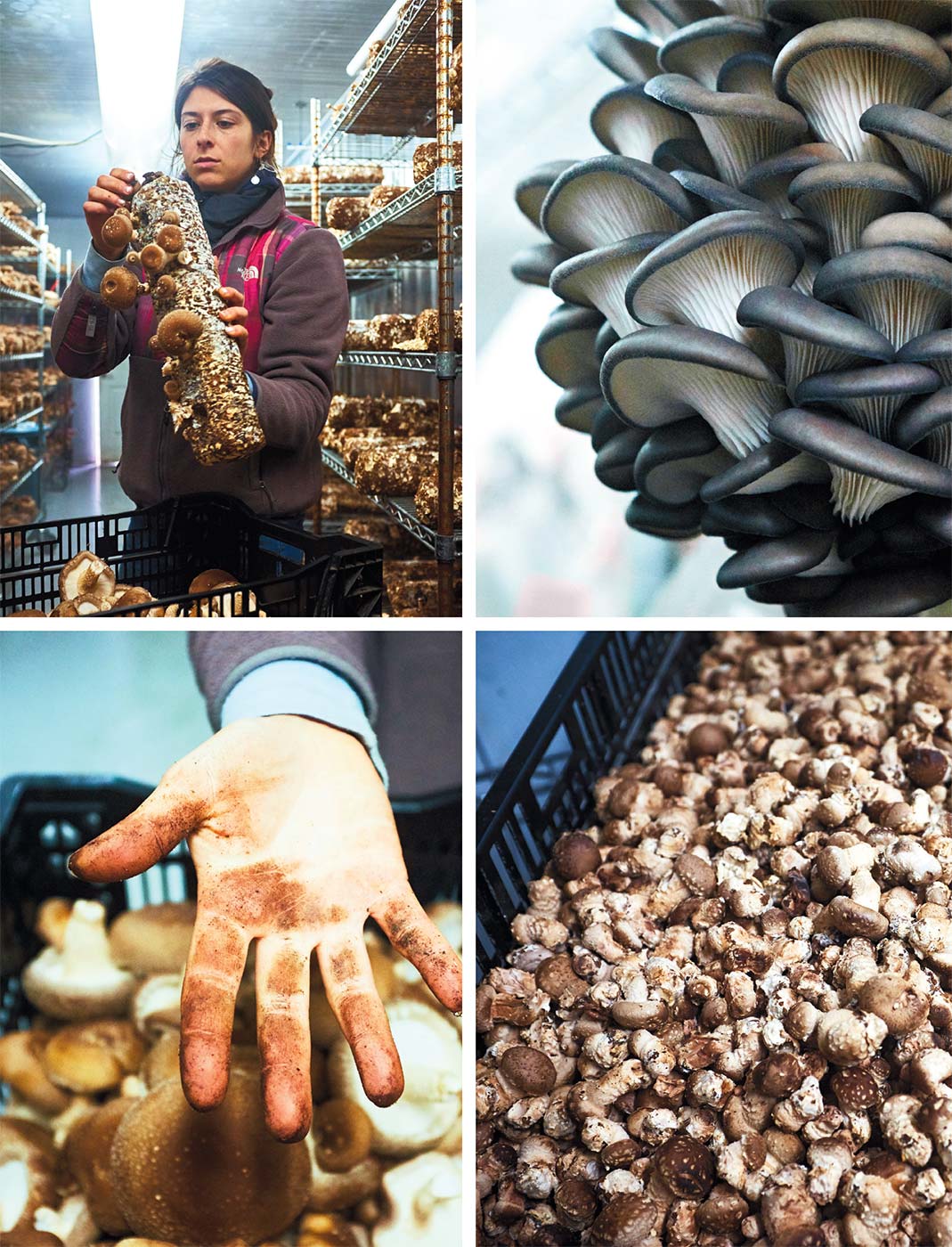 seacoast-mushrooms.jpg