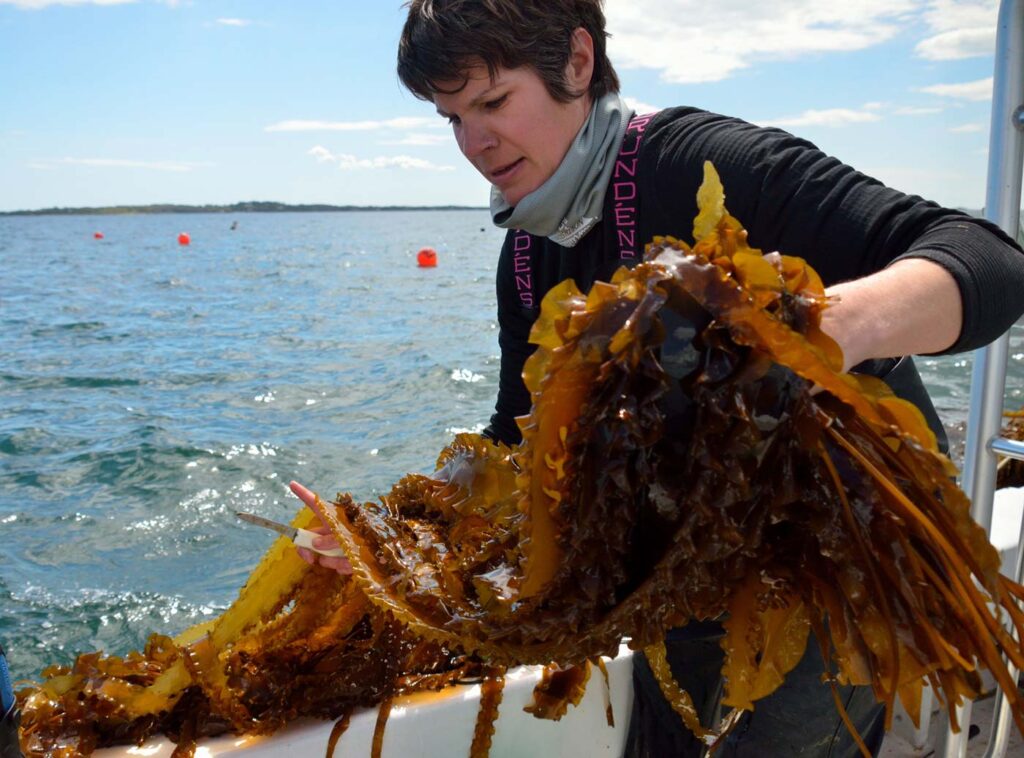 kelp-hero.jpg