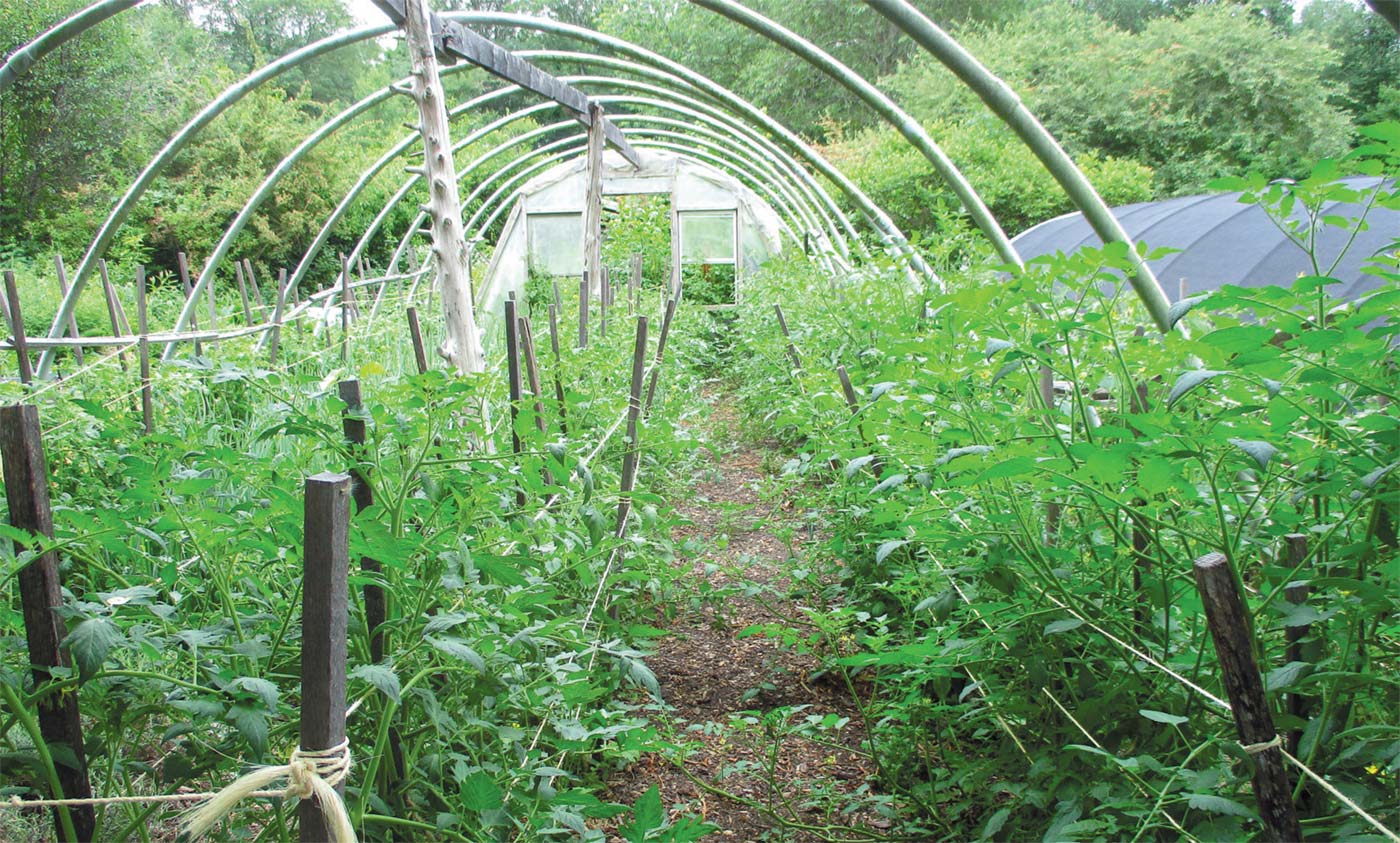 tobacco road farm lebanon ct No-Till Vegetable Culture Thrives at Tobacco Road Farm