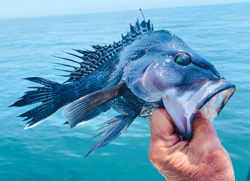 black-sea-bass.jpg