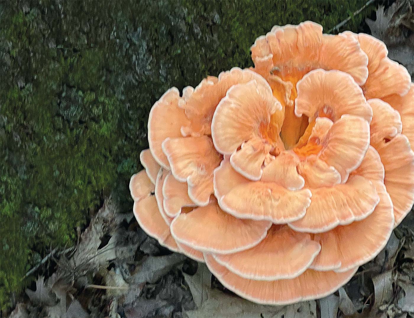 chicken-of-the-woods-mushrooms.jpg